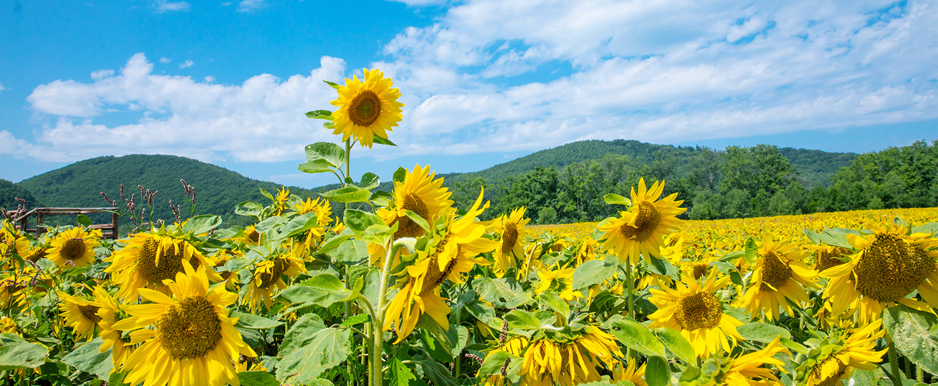 大奖国际瓜子原料种植基地